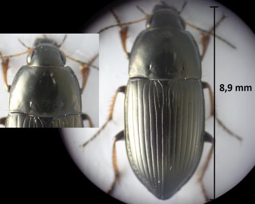 Amara sp.